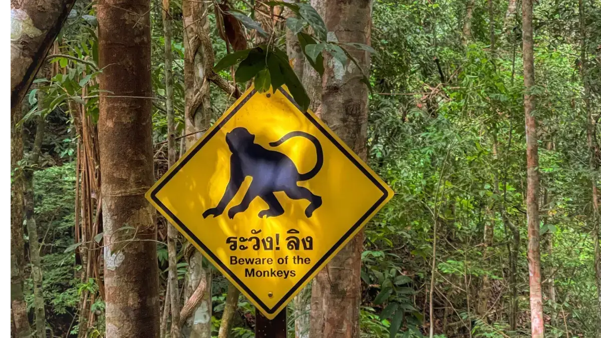 Monkey warning sign near Bottle Beach