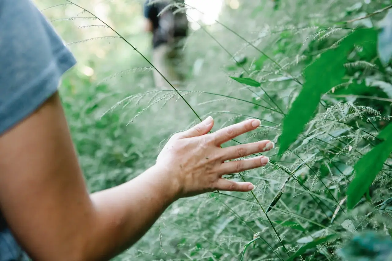 Hand of person hiking in high grass