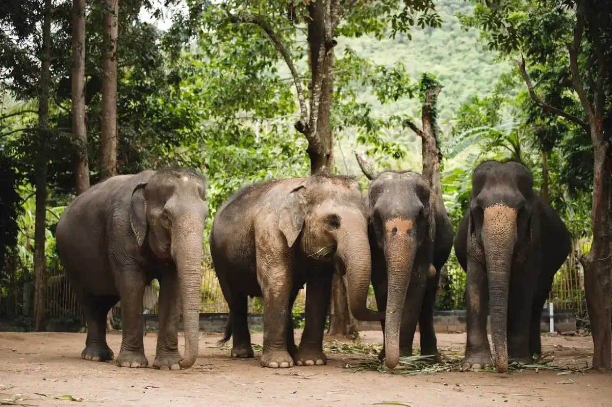 Koh Samui Elephant Sanctuary