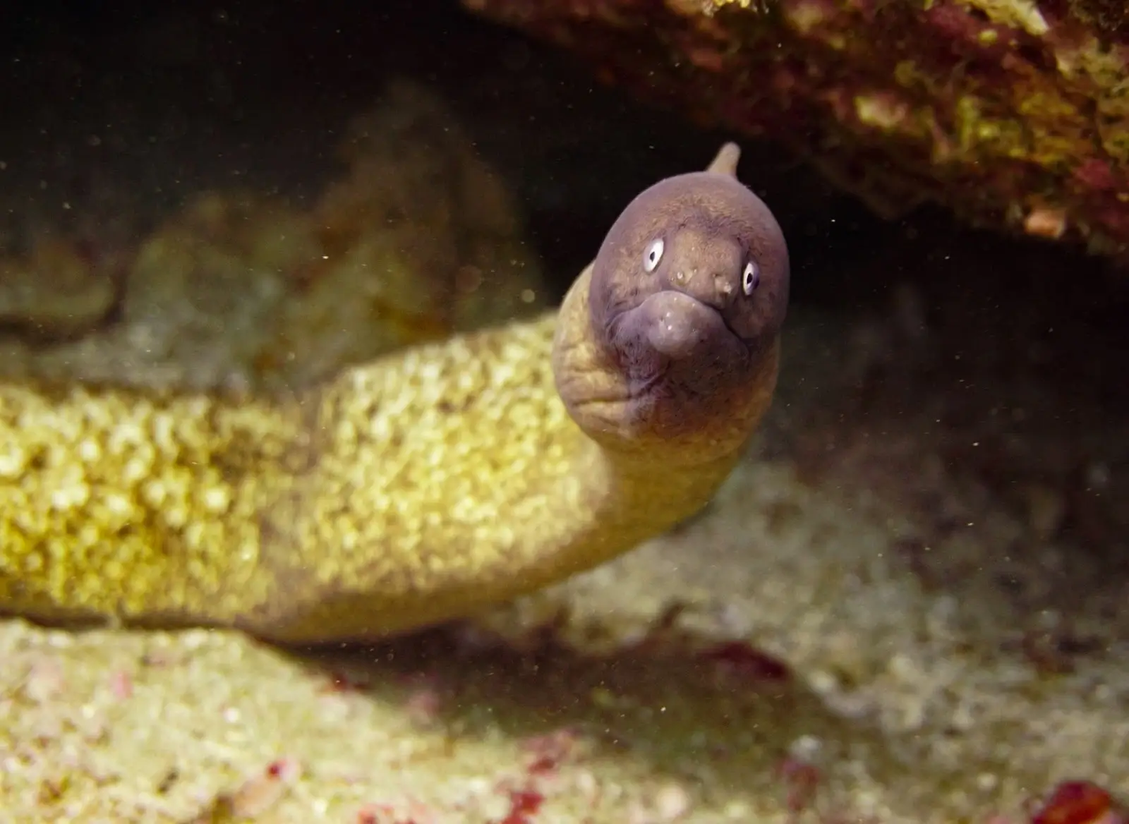 Photo of a moray eel under water