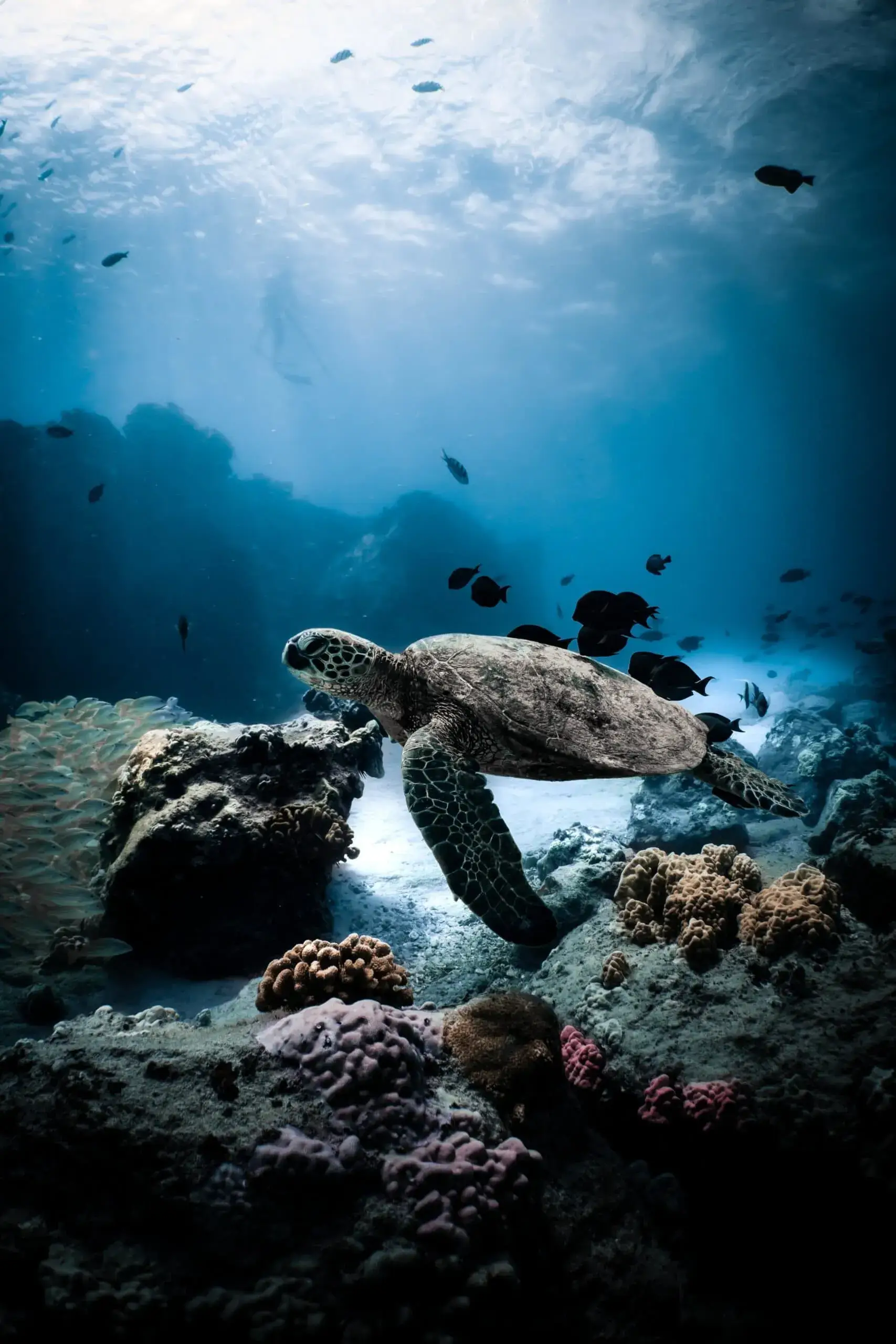 Sea turtle in Koh Tao sea