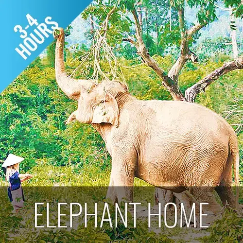 Elephant Home
