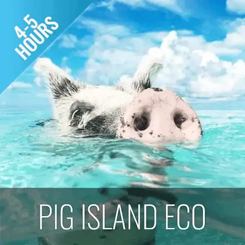 Pig Island Eco
