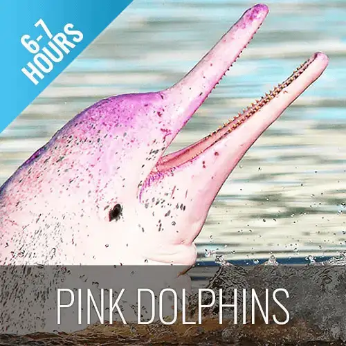 Pink Dolphins